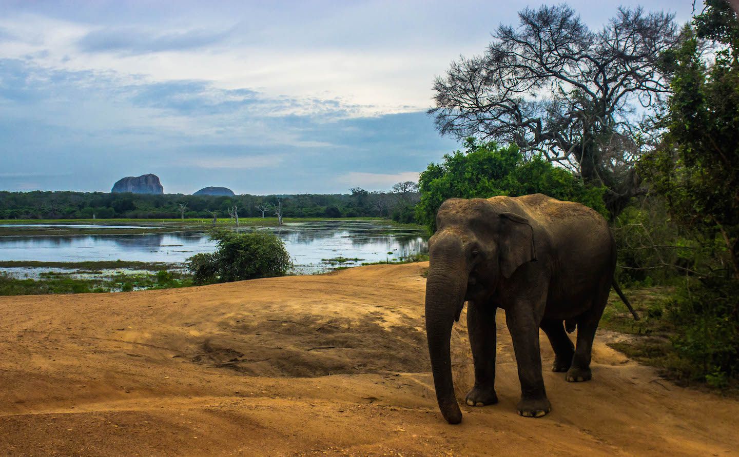Национальный Парк Шри Ланка
